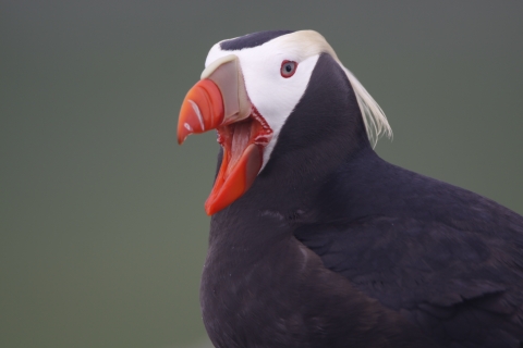 Tufted Puffin