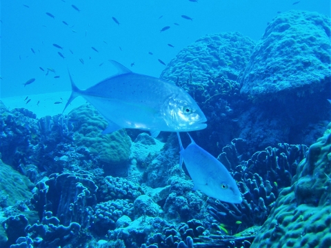 Underwater photo of Ulua, a native marine fish of the Pacific Islands