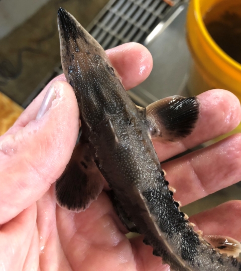 Small lake sturgeon