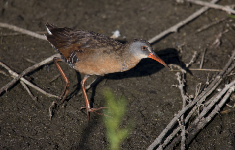 virginia rail