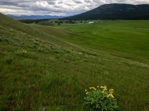 Lost Trail NWR Palouse Prairie with Arrowleaf Balsamroot 