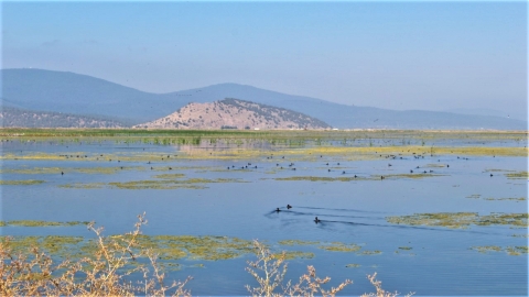 Walking Wetlands Field at Lower Klamath NWR