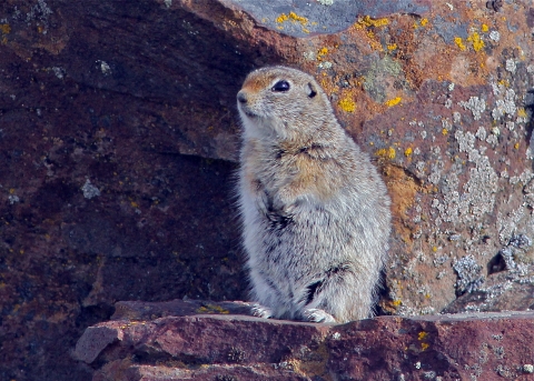 Washington Ground Squirrel Setry