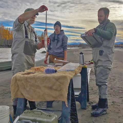 Measuring fish weight