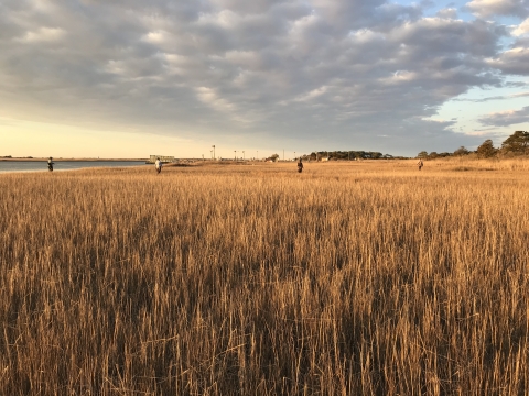 An expanse of golden marsh grasses with four biologists walking in the distance