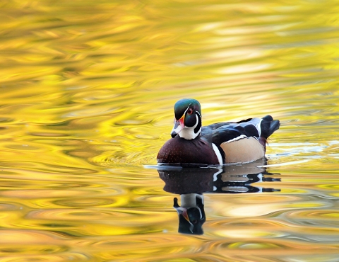 Wood Duck At Golden Hour