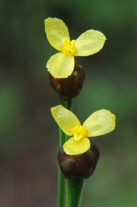 Two yellow flowers of the Tennessee Yellow-eyed-grass