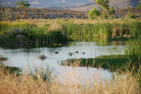 Ducks in marsh at Pahranagat NWR