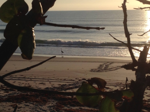 The beach at sunrise with a wading bird walking along the shore.