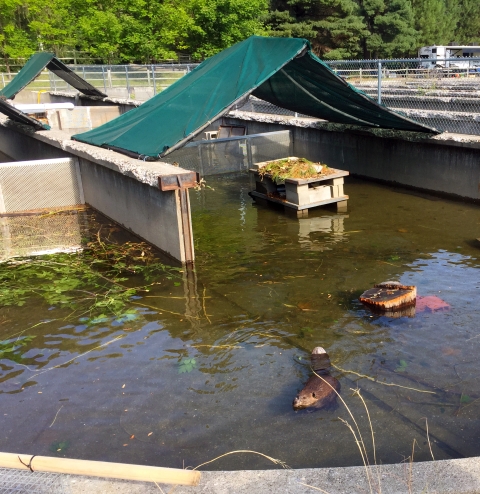 A beaver swims in a concrete pond, with a canopy propped tentlike over a small house on concrete blocks.