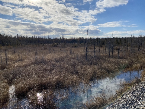 bog with brown grasses and sitting water