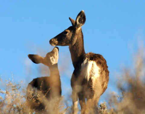 mule deer doe and fawn nuzzling