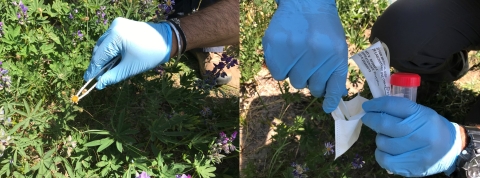 a hand in a blue lab glove picking a flower and putting into a test tube