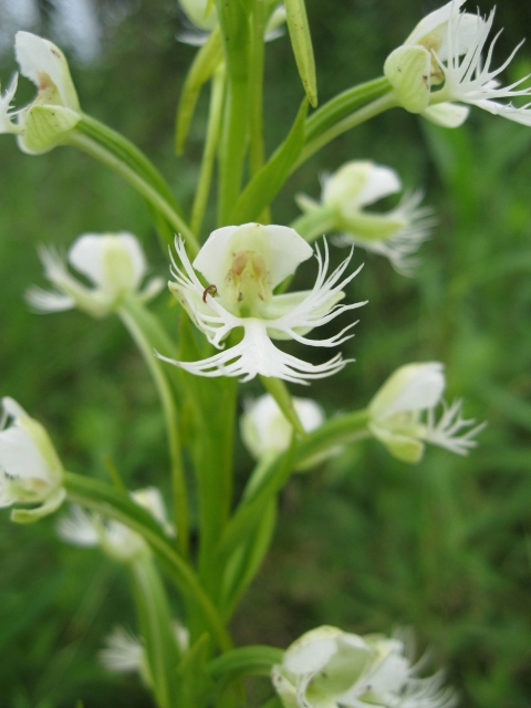 small showy white flower