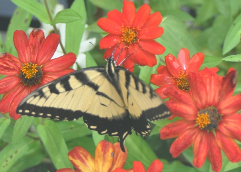 Eastern tiger swallowtail butterfly.