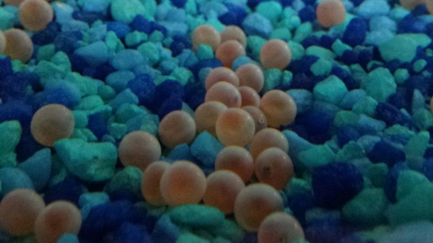 salmon eggs