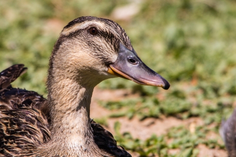 Female mallard