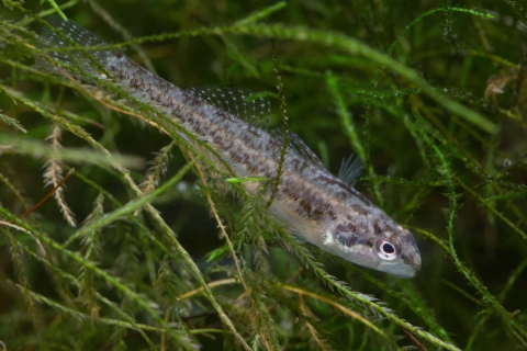 Underwater image of a Fountain Darter fish resting within a clump of green aquatic vegetation.