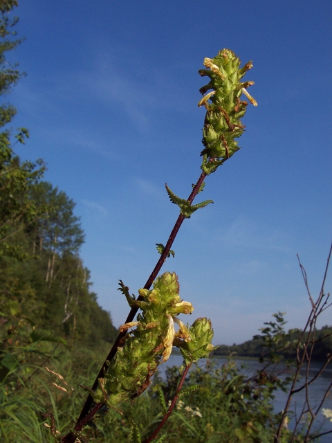 plant stalk in front of blue sky