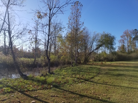 Grass area leading to stream.