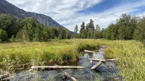 A restored stream with vegetation flourishing and small diameter logs sticking up out of the water.