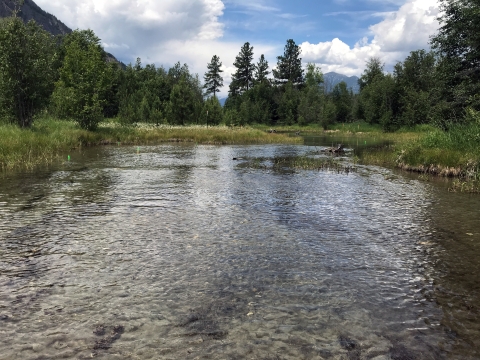 View of a stream spread out and shallow without defined banks.