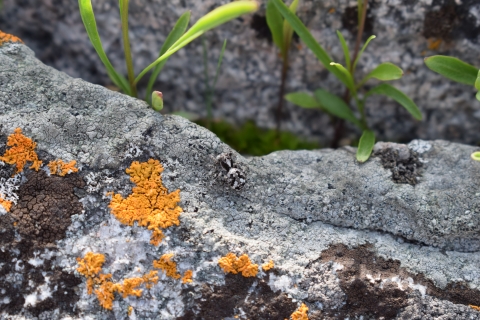 A well camouflaged jumping spider on a lichen.