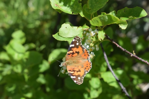 Painted Lady