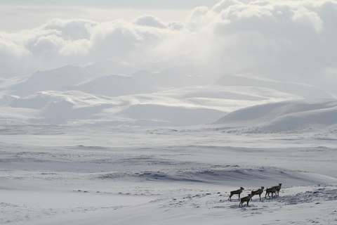 small herd of caribou in the snow