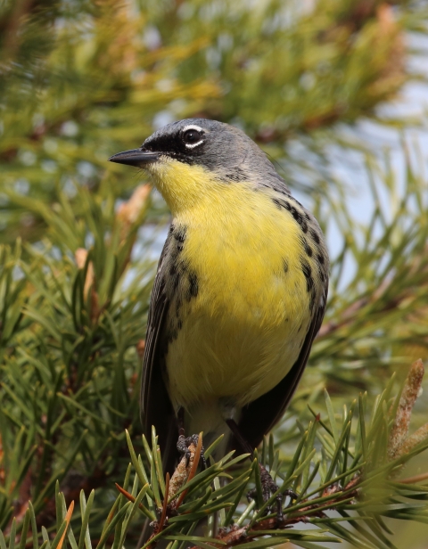 Male Kirtland's Warbler in a Jack Pine