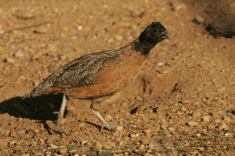 A masked bobwhite quail walks along a patch of gravel and dirt.