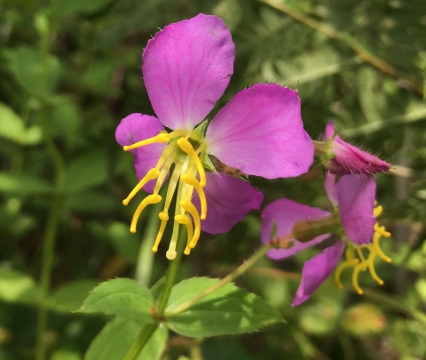 Bright pink to fuchsia Meadow beauty flower with yellow anthers