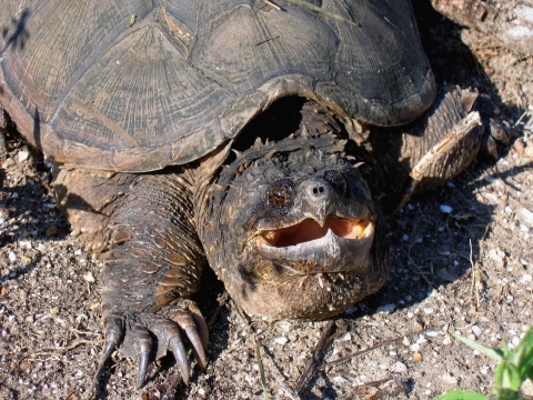 Close-up of a large common snapping turtle