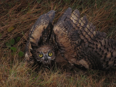 A wet great horned owl fledgling spreads its wings in a threat display