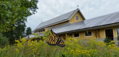 Monarch butterfly on goldenrod flowers in front of the Necedah National Wildlife Refuge Visitor Center