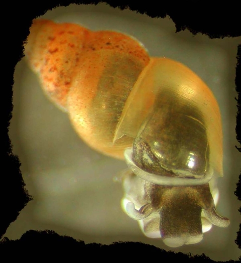 Faded orange coloration of a New Zealand mudsnail in a black frame