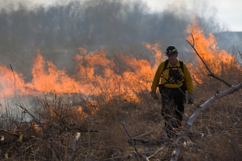 firefighter walking in front of flames during a prescribed burn