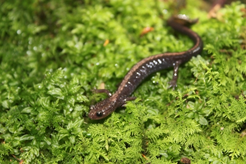 A small brown salamander with a tan strip down its back perches on green moss. 