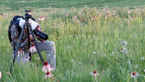 Photographer crouched in prairie photographing pale purple coneflower