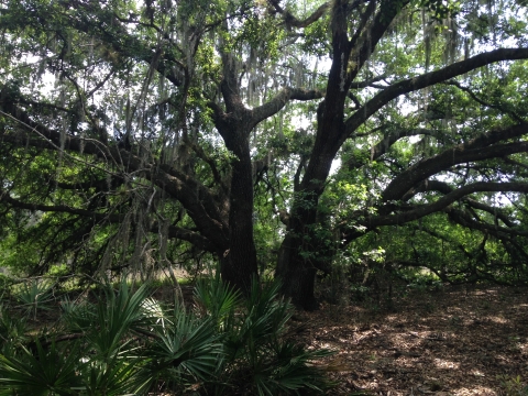 An oak tree with Spanish moss hanging from its branches.