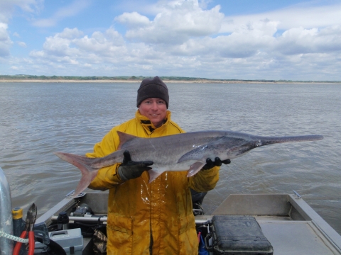 Paddlefish D.James