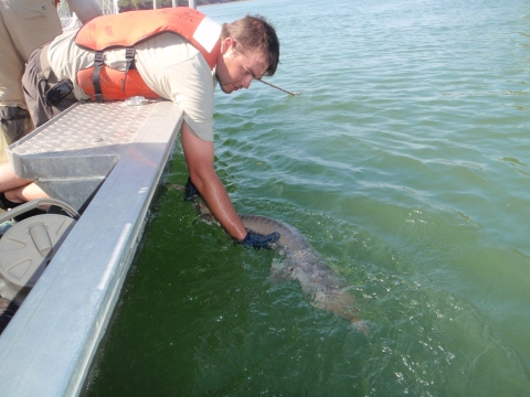 Pallid sturgeon release