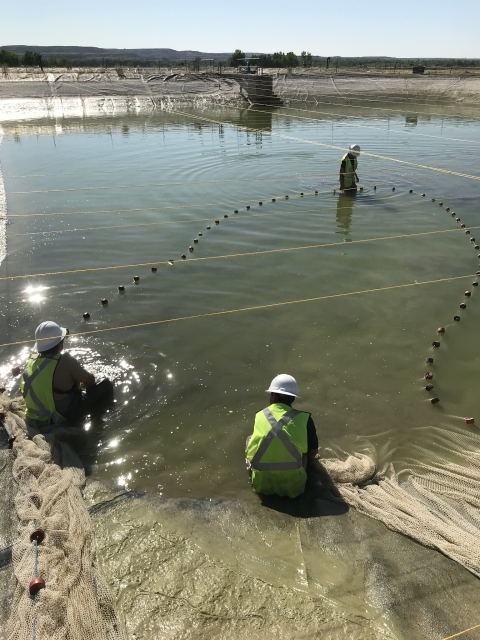 Harvesting a pond at the hatchery