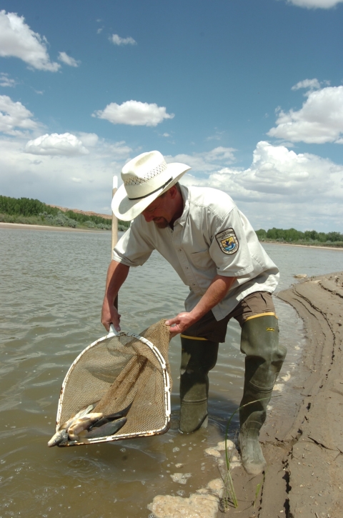 Biologist releasing a razorback sucker