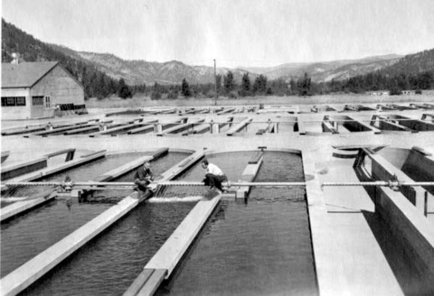 Black and white photo of two men squatting over a pipe with holes that spill water into one of many oval ponds.