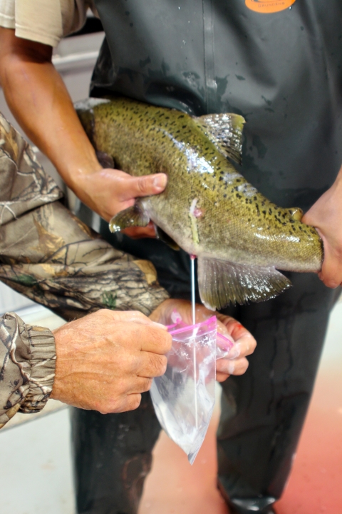 One man presses milt from a salmon into a plastic bag held by another man.