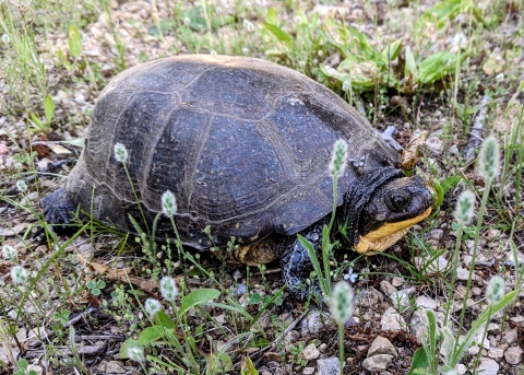 Blanding's turtle standing in short blooming plants 