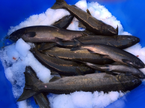 Chinook salmon on ice in a plastic bin.