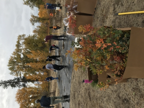 A group of people work with garden tools to make holes in landscape fabric to plant boxes of young trees.