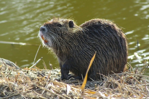 A large, wet, furry brown rodent standing on grassy land next to a body of water